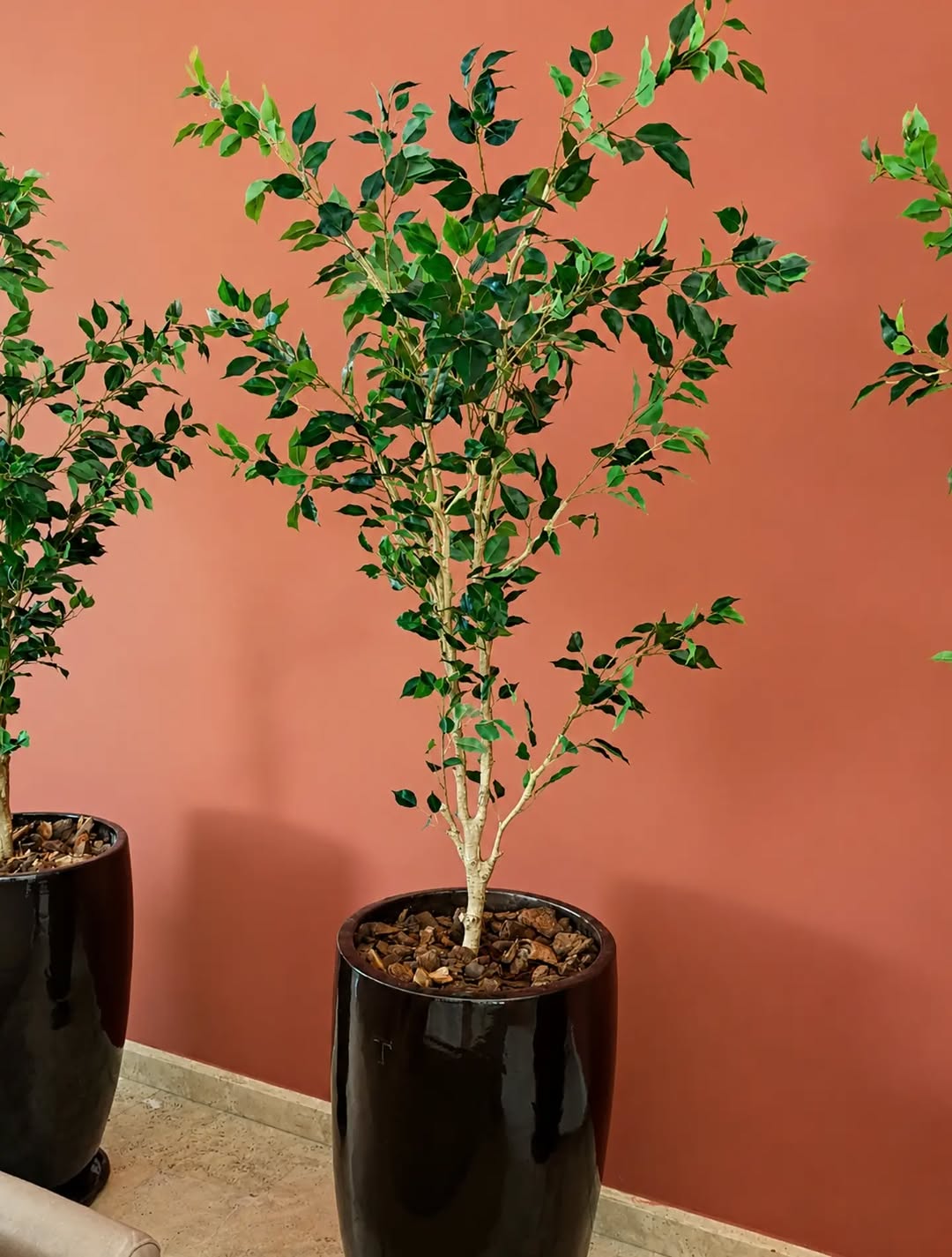 Ficus benjamina