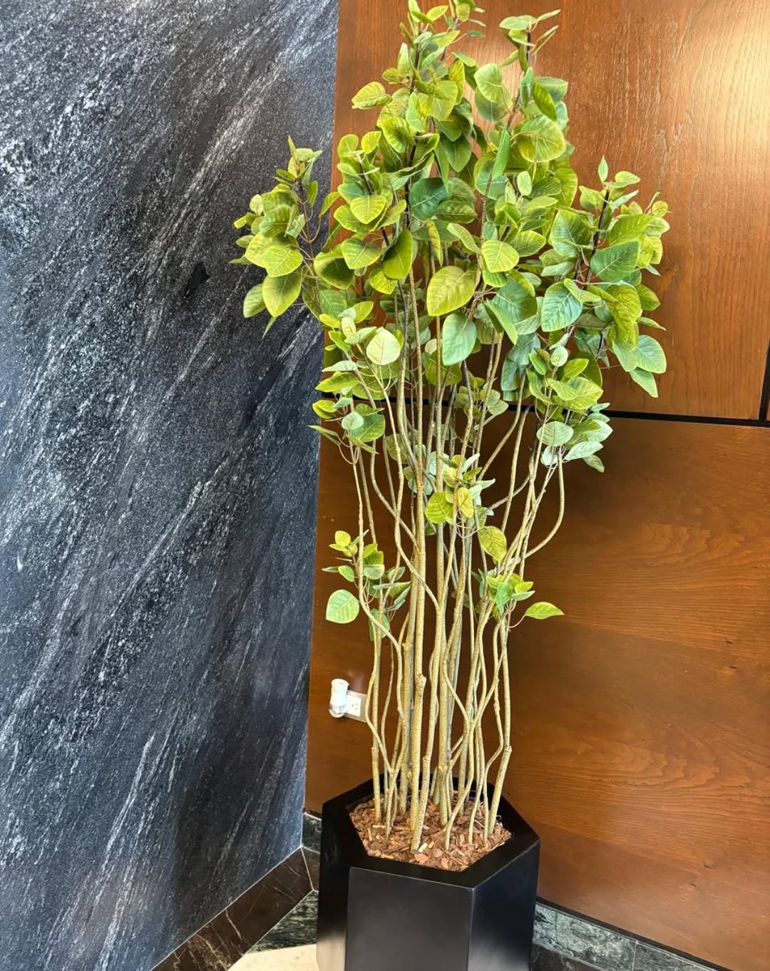 Cotinus doble