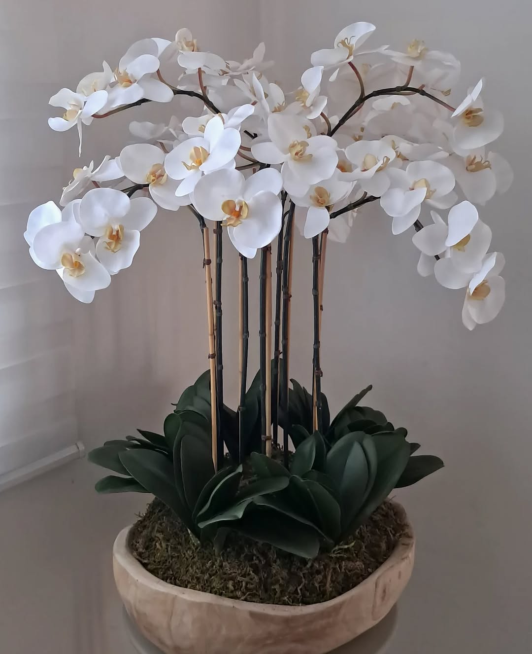 Arreglo de orquídeas phalaenopsis