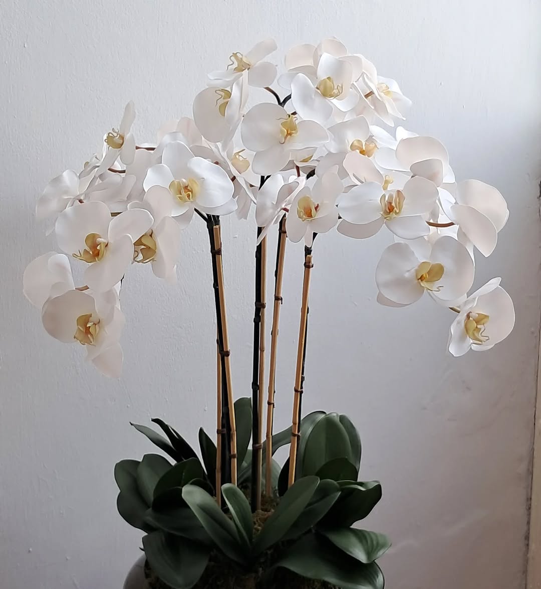 Cinco orquídeas